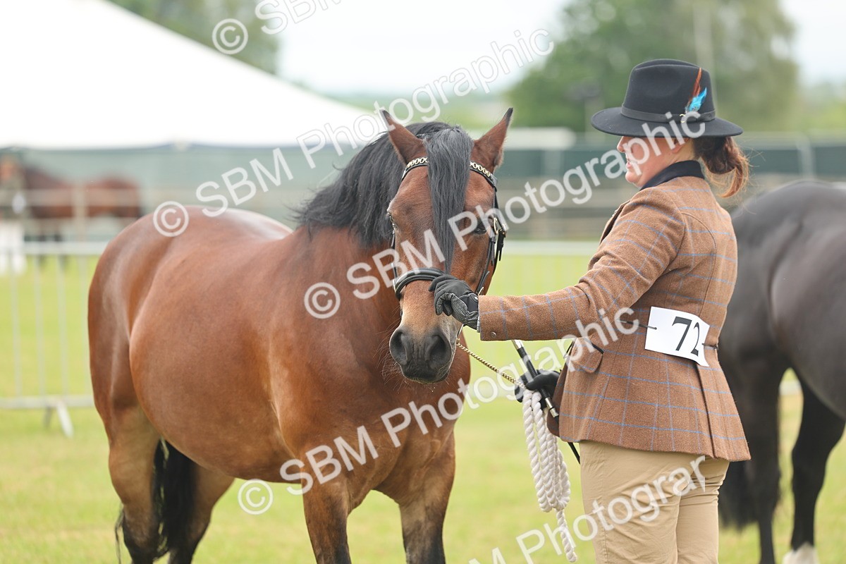 SBM_04920 - Class 50-57 - M&M Welsh Pony In Hand