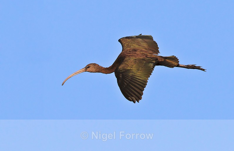 Glossy Ibis in flight - Glossy Ibis