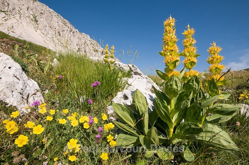  - Plants: wide-angle
