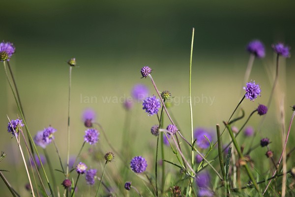 Meadow grass Flowers FR _002 - Frenchay care home Collection v