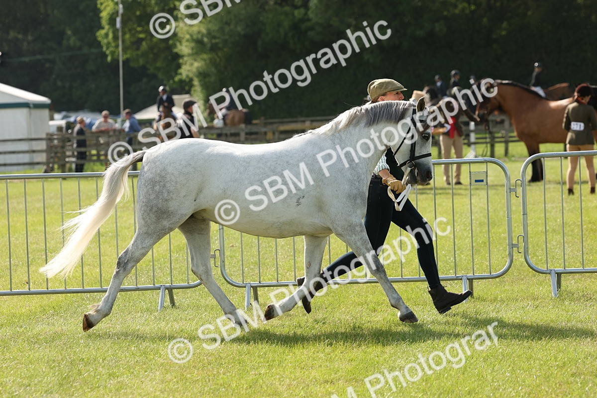 SBM_00743 - Class 6-13 - Mountatin and Moorland In Hand Welsh Breeds