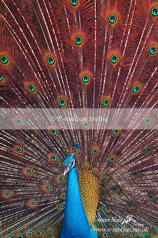 Peafowl 250303 030 - Nature