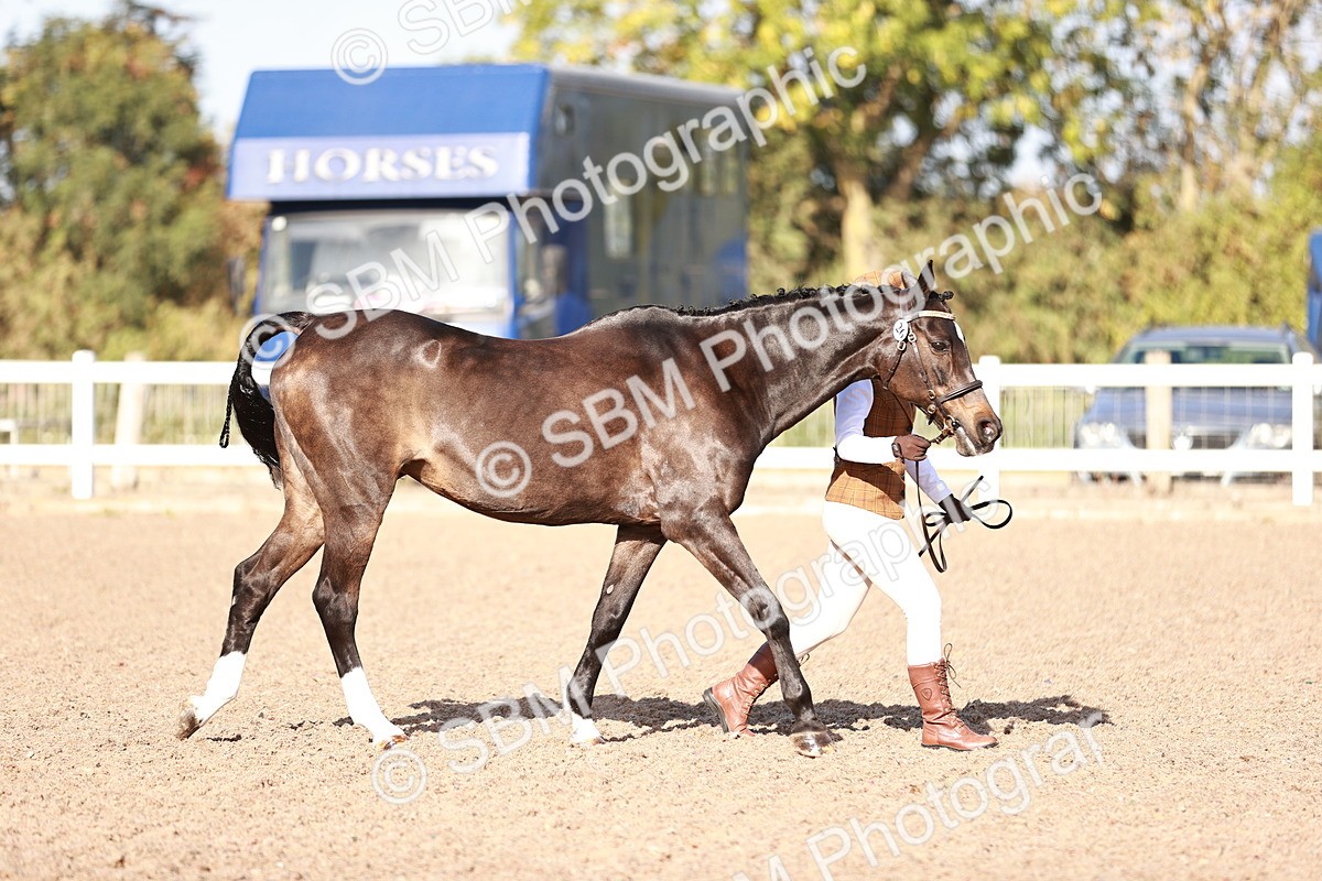 SBM_22006 - Class 702 - IH Show Horse-Pony
