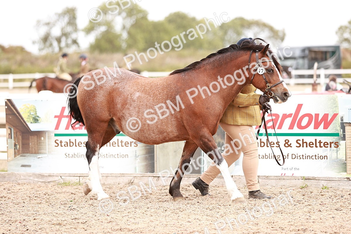 SBM_16184 - Class412 - Handsome Gelding (IH  or Ridden) Adult
