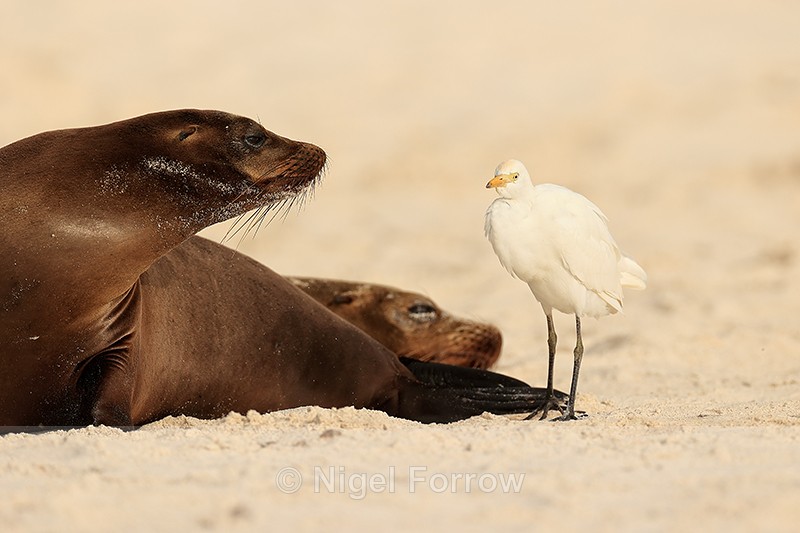 Galapagos Sea Lion watches Cattle Egret pass by, Gardner Bay, Espanola - Cattle Egret