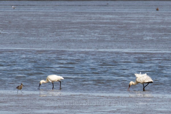  - Birds of Britain and Europe