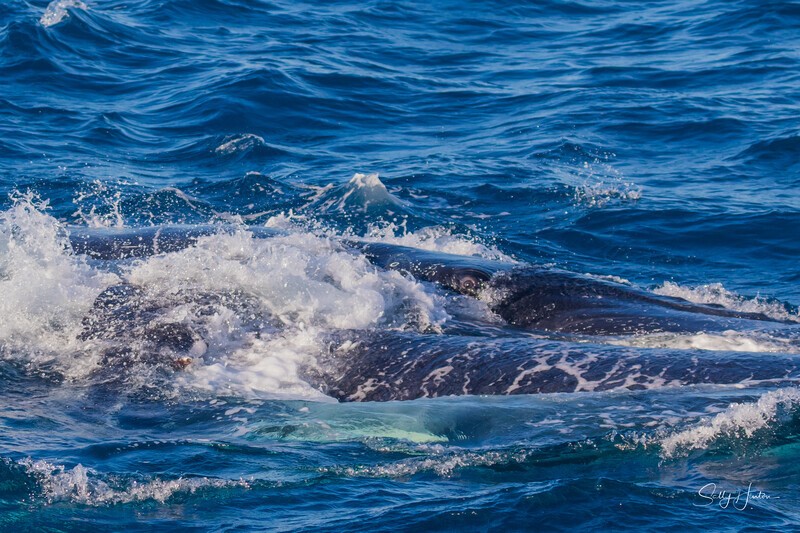 HB Heat Run3. 0A3A6755 - 2025 Hervey Bay Whales
