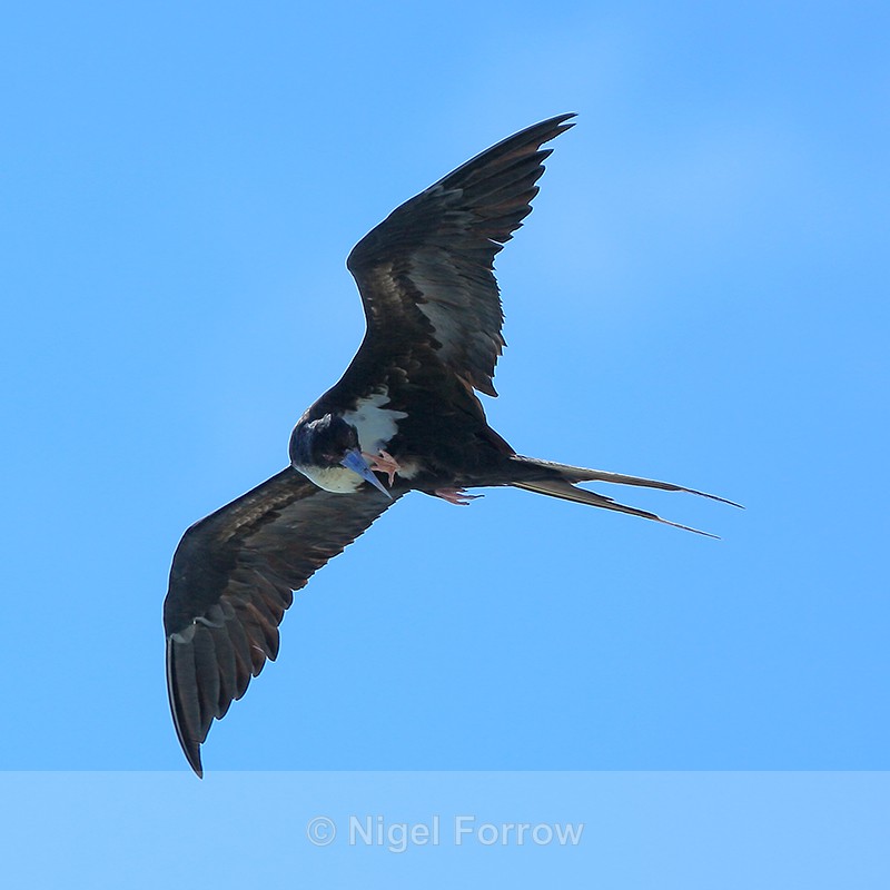 Great Frigatebird (female) scratching in flight, Kilauea Point, Kauai - Great Frigatebird