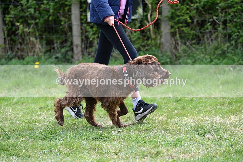 WJ5_9575 - Class 3 Most Handsome Dog