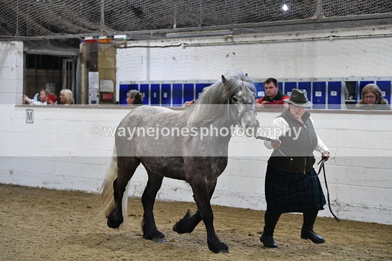 WJ5_3484 - Class 1 Youngstock