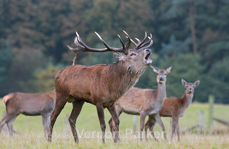 Red Deer, Rutting time - Wildlife