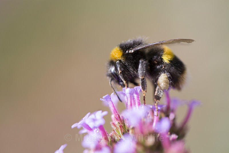  - BUMBLE BEE GALLERY