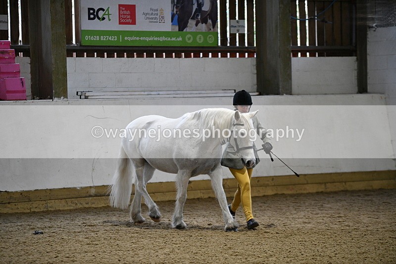 WJ5_4606 - Class 3 Part Bred In hand