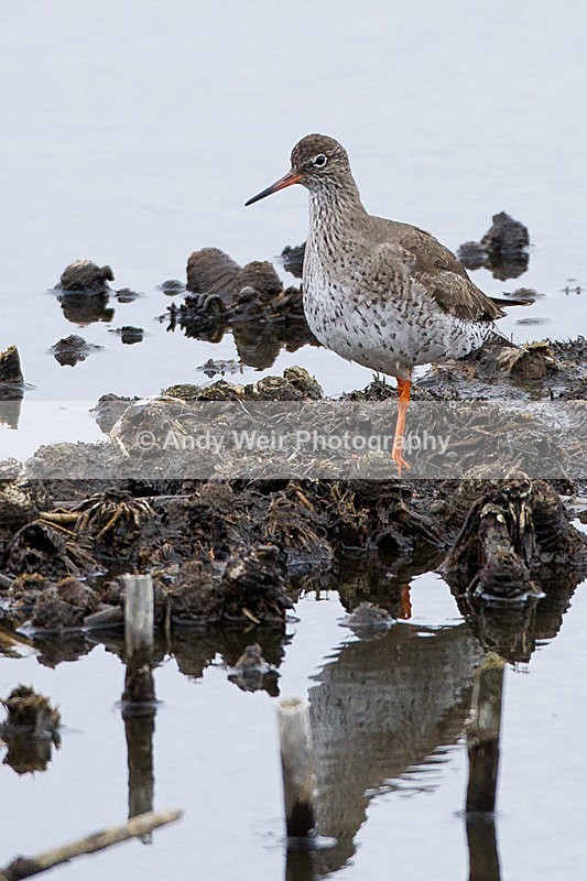 20130421-_MG_2935 - Other Waders
