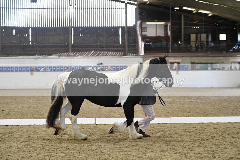 WJ5_4994 - Class 7 In hand coloured / odd coloured