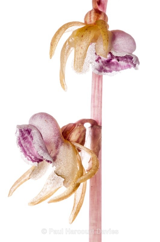  - WB: Orchids - Various
