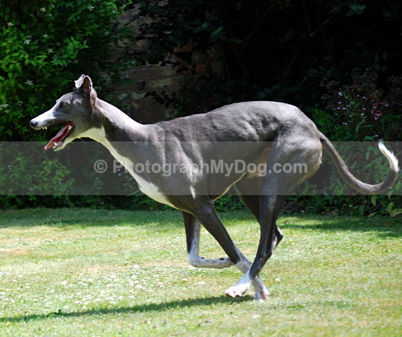  - Greyhounds