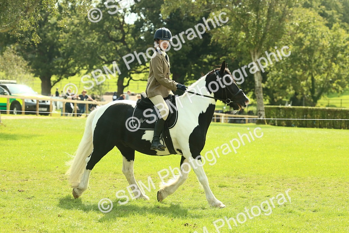 SBM_66669 - S34 - Rehabilitated Rescue Horse & Pony In Hand & Ridden