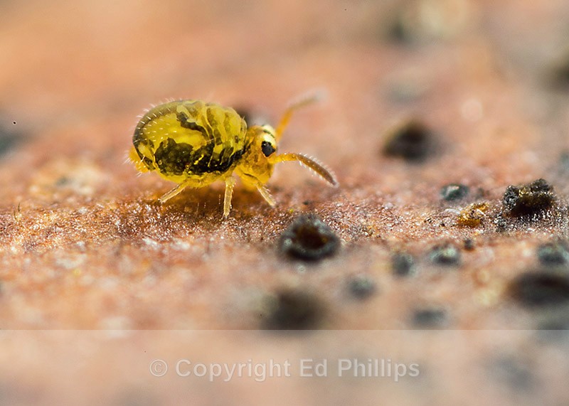Sminthurinus reticulatus - Sminthurinus reticulatus
