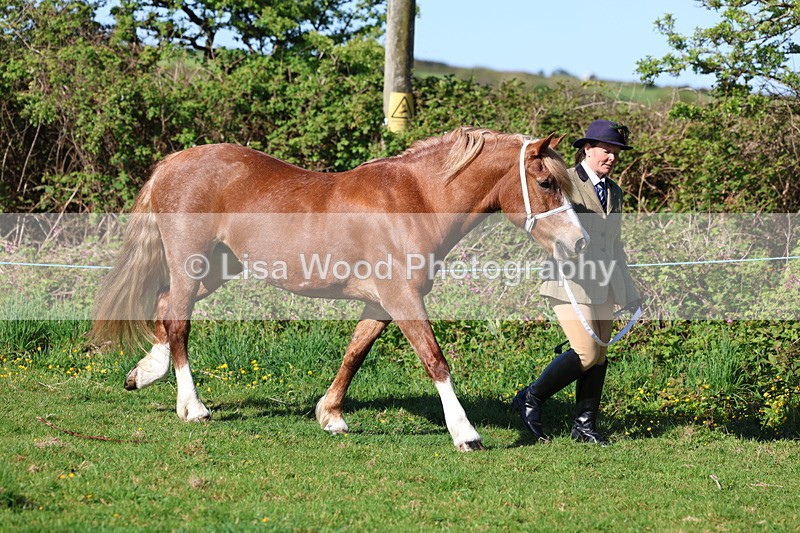 3E7A8536 - Class 13: M & M Large Breeds