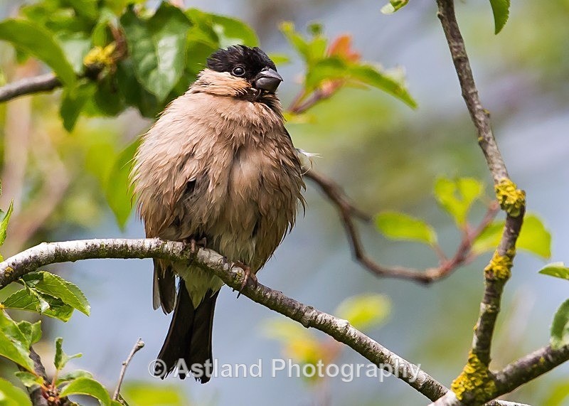 Astland Photography, Bird and Wildlife Images, Susan and Peter Wilson, U.K