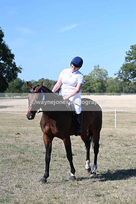 WJ7_1674 - Class 42 Most Handsome Gelding