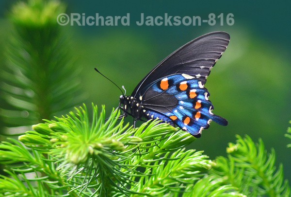 Eastern Black Swallowtail - Butterfly Gallery