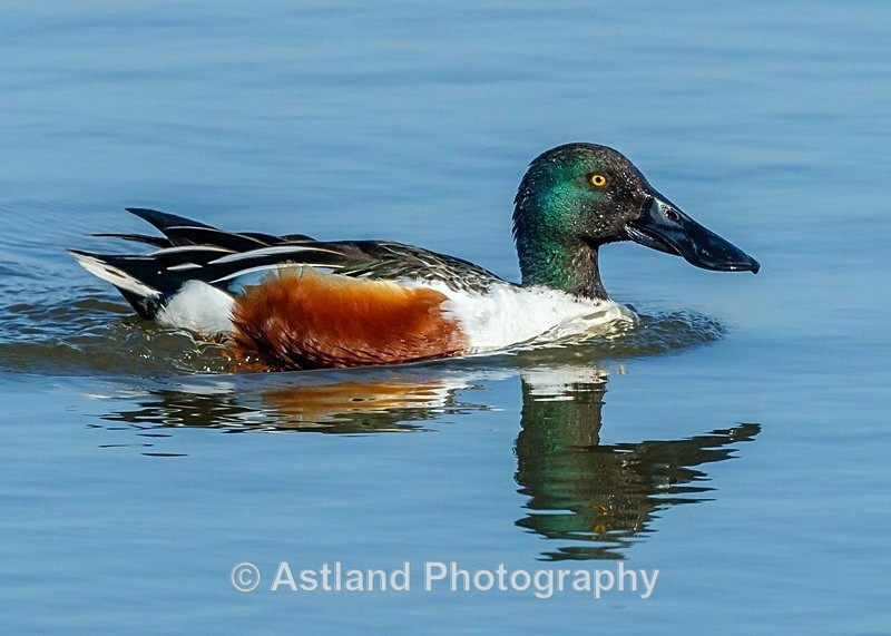 Astland Photography, Bird and Wildlife Images, Susan and Peter Wilson, U.K.