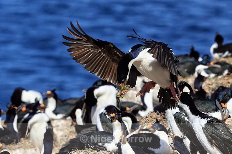 Imperial Shag landing, Carcass Island, Falklands - Imperial Shag