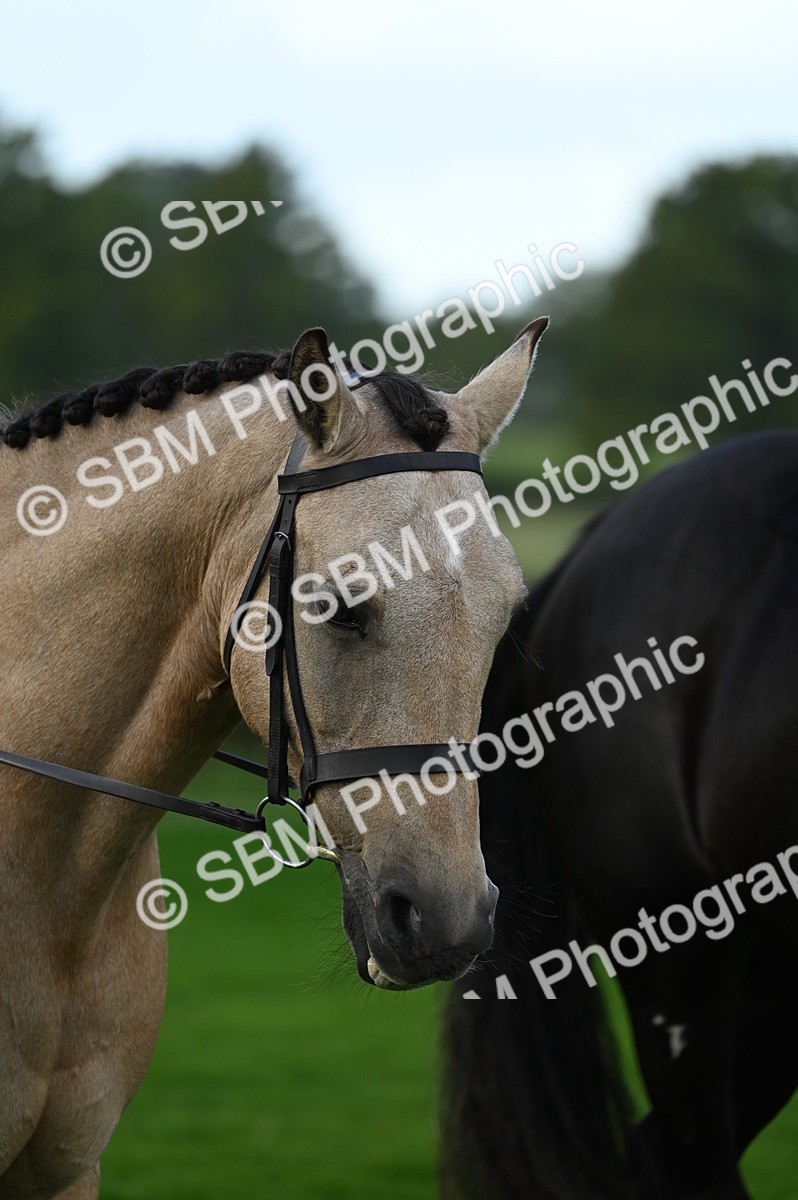 SBM_02081 - S2 - TSR Ridden Horse Showing