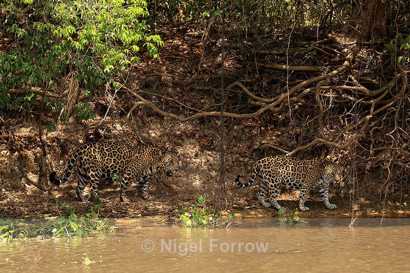 Male Jaguar following female Jaguar, Corixo Negro, Mato Grosso, Brazil - Jaguar