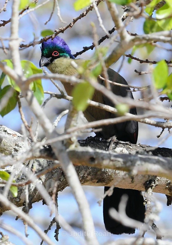 Purple-crested Turaco - South Africa Birds and Mammals