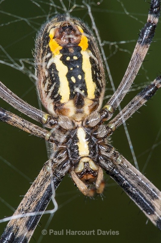  - Bugs: Spiders