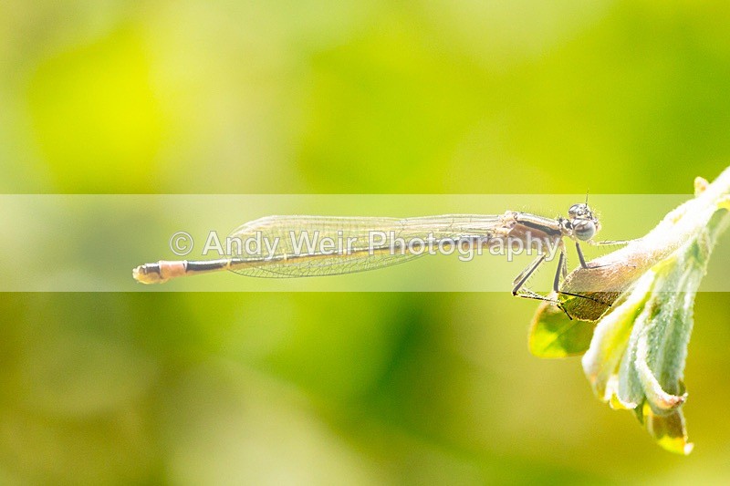 170619-untitled0048 - Dragonflies & Damselflies