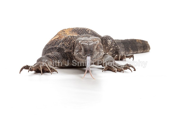 2SKJ8821 - Roaming Reptile Show. II