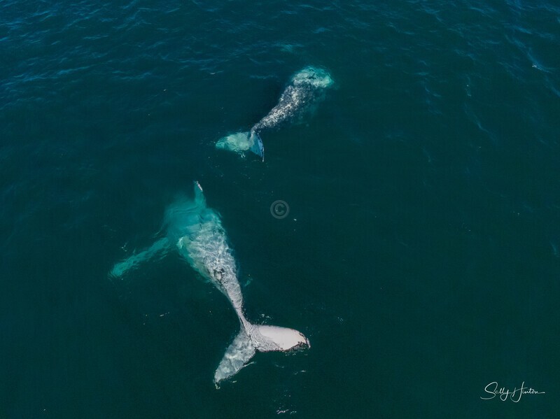 A Pair of Humpbacks Relaxing 4. DJI_0296 - 2025 Drone photos