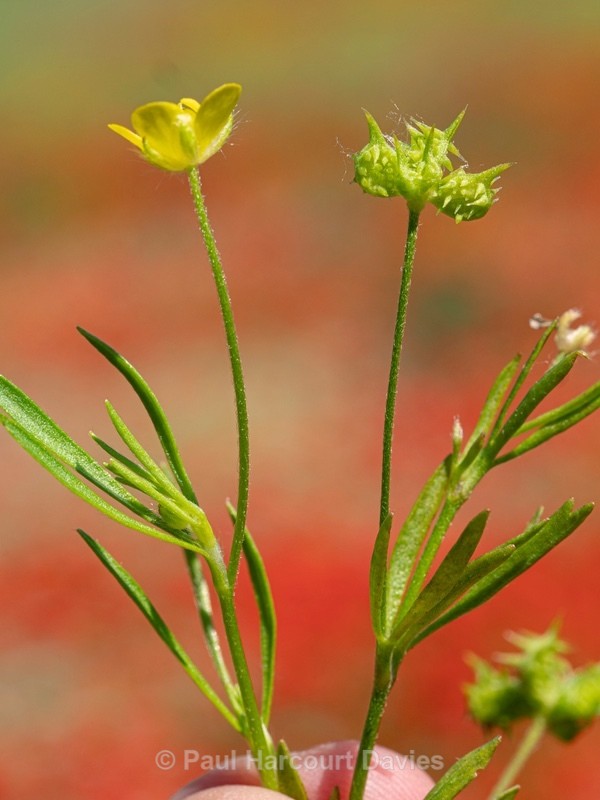 Corn buttercup (Ranunculus arvensis) - Wild Flowers - 1