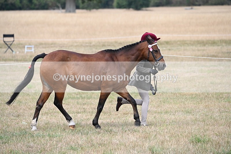 WJ6_6371 - Class 19 In-hand Veterans (Uploaded correct folder)