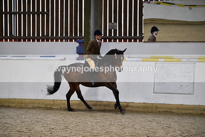 WJ5_8951 - Class 15 Ridden Show Horse