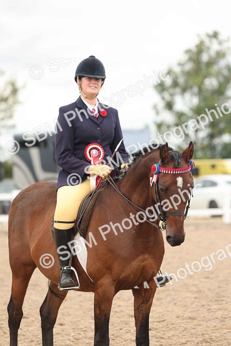 SBM_16074 - Class 311 - Ridden Show pony-Show hunter Pony