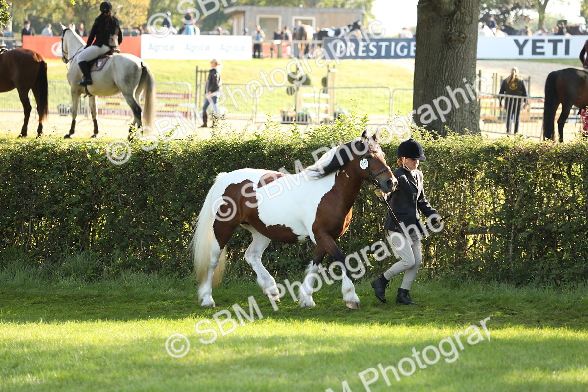SBM_60881 - S43 - Coloured Pony In Hand