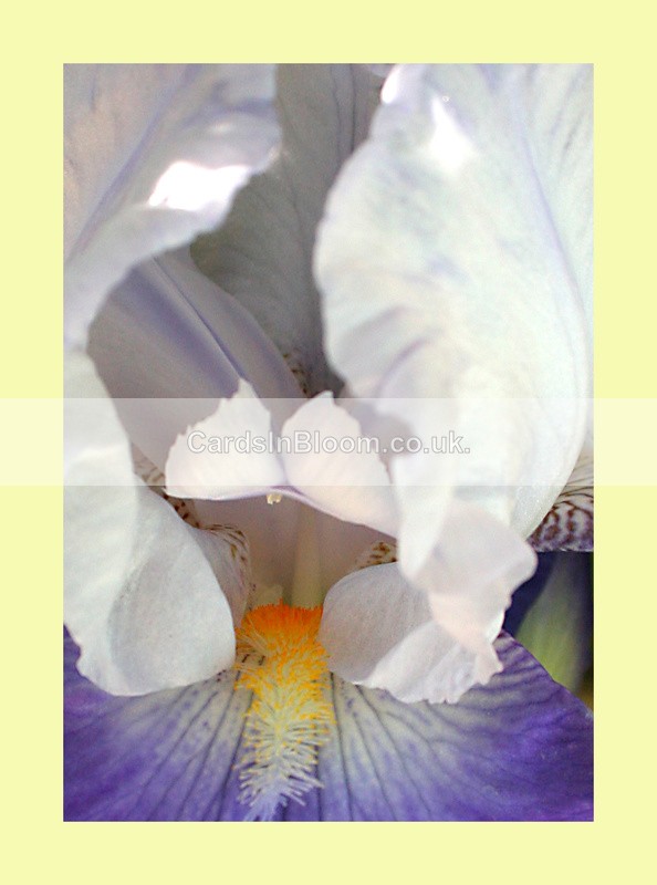 005 Bearded Iris - IRIS EXHIBITION