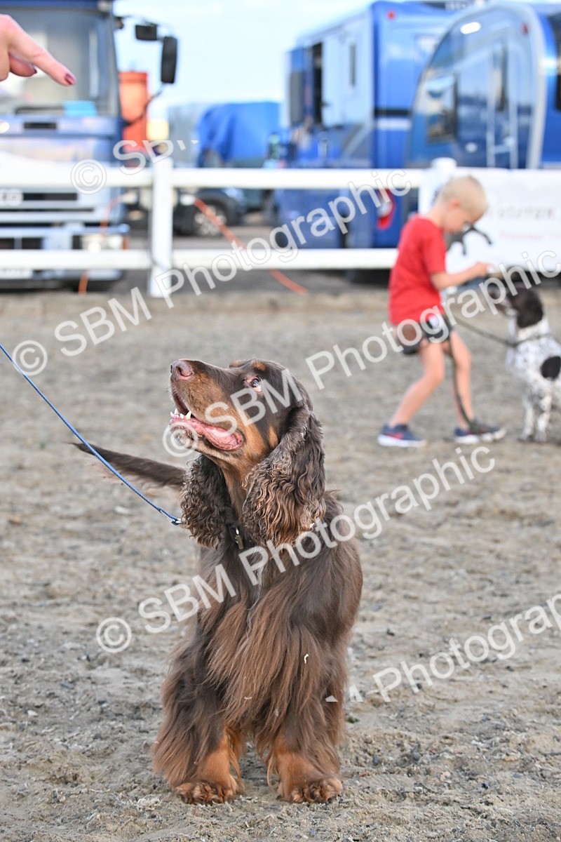 SBM_09601 - Lorry Dogs
