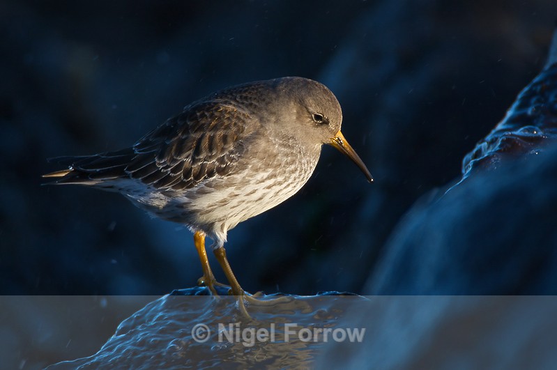 Purple Sandpiper - Purple Sandpiper