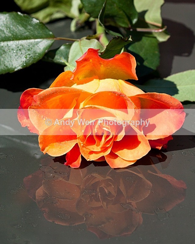 20110626-IMG_8801 - Plants & Flowers