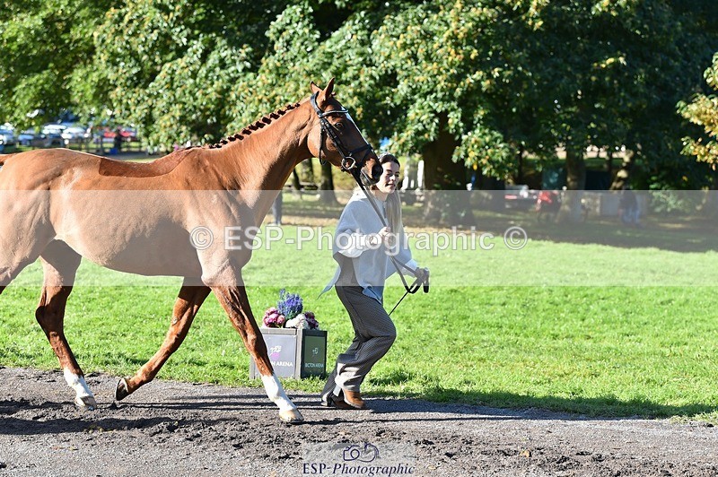 231022-110608-23719 - 436-MASSACHUSETTS-Georgia.Henderson-TrotUp+SJ