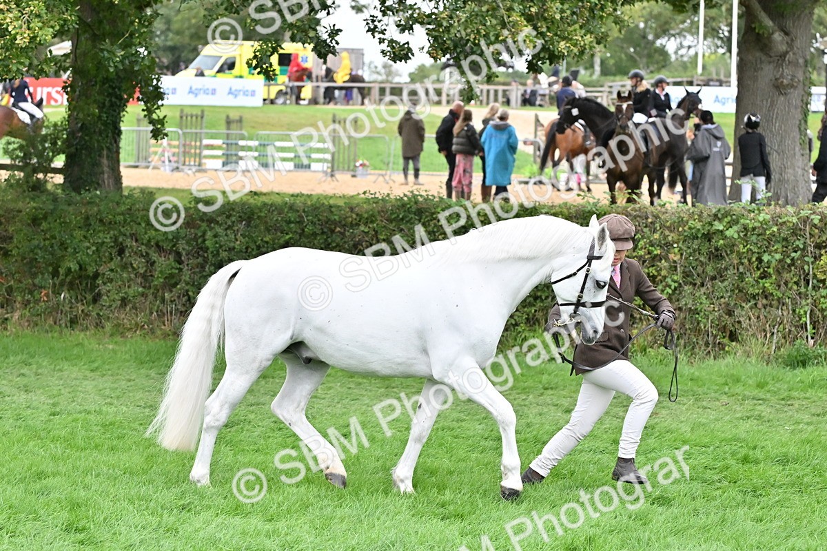 SBM_63237 - S49 - Mountain & Moorland In Hand Large Breeds