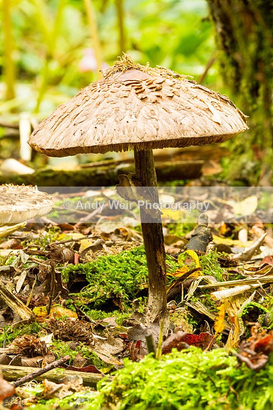 20131005-_MG_5649-2448 - Fungii