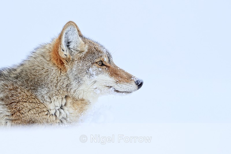Head profile of Coyote, Yellowstone National Park - Coyote