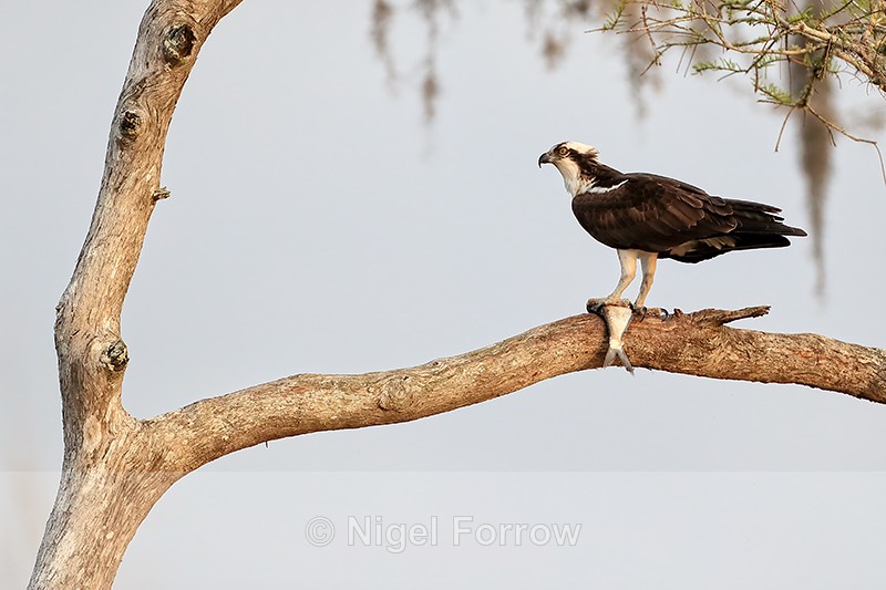 Osprey with fish in tree, Blue Cypress Lake, Florida - Osprey